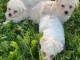 adoption bichon fraise pour le noël 