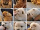 Magnifiques Chiots Chow Chow Pure Race