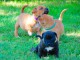 Magnifiques Chiots Staffie Pure Race