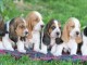 Superbes Bébés Basset Hound 