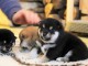 Sublimes Chiots Shiba Inu Pure Race et Pedigree