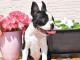 Boston Terrier chiots à vendre