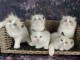 Superbes chatons Sacrés de Birmanie 