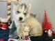 Chiots Husky Sibérien lof pour le noël