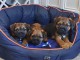 Magnifiques chiots border terriers 