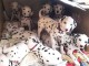 Chiots d’apparence dalmatiens 