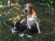 À donner CHIOTS BEAGLES disponibles de suite 