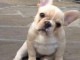 Don de chiot bouledogue français trois mois
