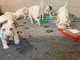 Chiots Dalmatien Adoption Disponible 