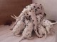 Chiots Dalmatien Adoption Disponible 