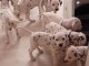 Chiots Dalmatien Adoption