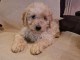 Goldendoodle chiots à vendre