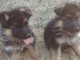 Chiots berger allemand LOF DISPONIBLE DE SUITE