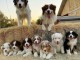 Cavalier King pour famille d