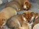 Superbes chiots  Shiba INU 