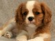 Cavalier King pour famille d