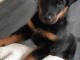 À donner chiots Beauceron 