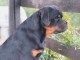 Rottweiler chiots à vendre