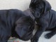 À donner Chiots cane corso Disponible de suite 