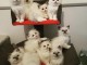 Adorables chatons ragdoll 