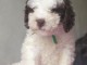 Jolie Chiot Lagotto Romagnolo Femelle