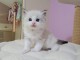 Chatons Ragdoll Adoption