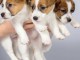 Magnifiques chiots de race jack Russell 