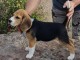 Chiots Beagle Agé de 3 Mois