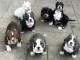 Chiots d’apparence Bully américain 