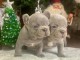 French Bulldog puppies for sale