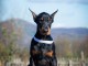 Dobermann chiots à vendre