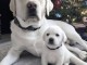 Chiots d’apparence  Labrador retrievers 