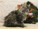 chaton main coon disponible de suite