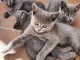 Adorables chatons chartreux