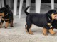 Chiots Rottweiler a Donné