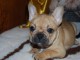 magnifique bouledogue 