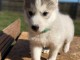 Je cherche un husky chiot a donner 