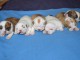 A donné chiots bulldog anglais