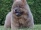 Chiots chowchow a donné