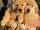 Chiots Golden Retriever disponibles à vendre Chiots Golden Retrie