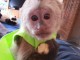 Beaux singes capucins à vendre   mâles et femelles sont disponibl
