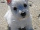 chiot westie de trois mois