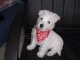 chiot westie de trois mois