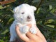 chiot westie de trois mois