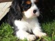 Chiots Cavalier King Charles Spaniel