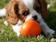 Chiots Cavalier King Charles Spaniel