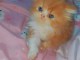 Chatons Persan Age de 3 Mois