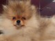 Spitz de Poméranie chiot a vendre