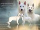 Chiots Berger Blanc Suisse