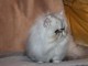 adorable chaton persan